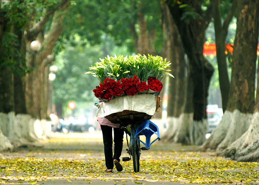 Autumn leaves on a street in Hanoi